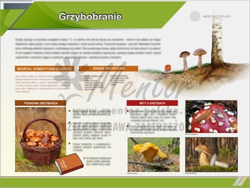 Tablica edukacyjna "Grzybobranie"