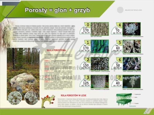 Tablica edukacyjna "Porosty = glon + grzyb"