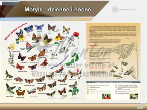 Tablica edukacyjna "Motyle – dzienne i nocne"