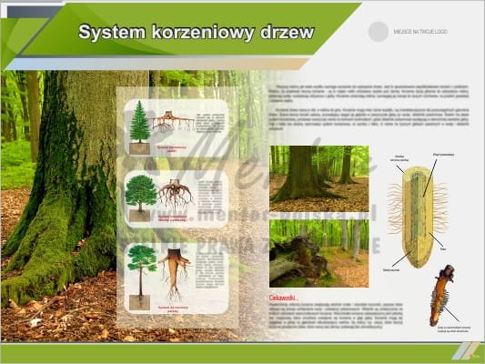 Tablica edukacyjna "Systemy korzeniowe drzew"