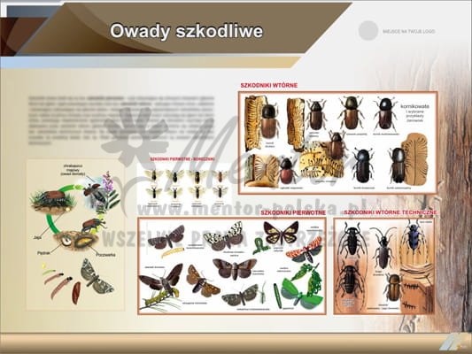 Tablica edukacyjna "Owady szkodliwe"