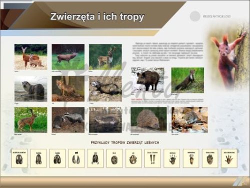Tablica edukacyjna "Zwierzęta i ich tropy"