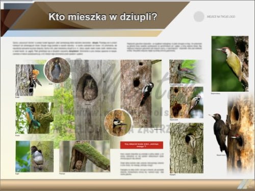 Tablica edukacyjna "Kto mieszka w dziupli?"
