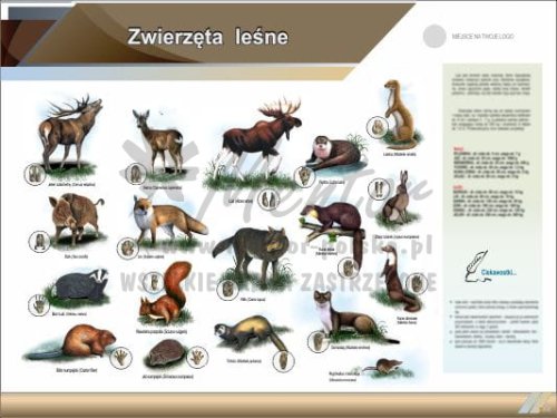 Tablica edukacyjna "Zwierzęta leśne" II