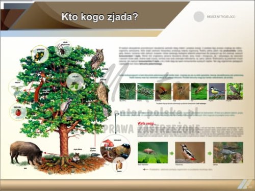 Tablica edukacyjna "Kto kogo zjada?"