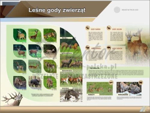 Tablica edukacyjna "Leśne gody zwierząt"