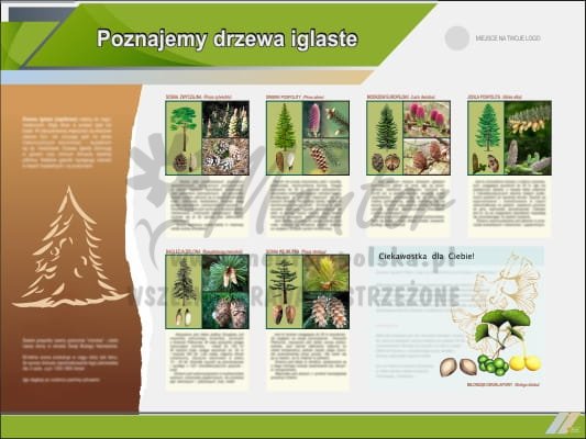 Tablica edukacyjna "Poznajemy drzewa iglaste"