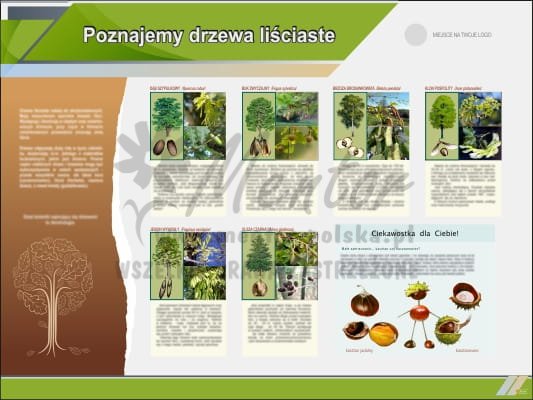 Tablica edukacyjna "Poznajemy drzewa liściaste"