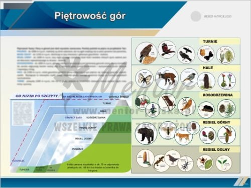 Tablica edukacyjna "Piętrowość gór" II
