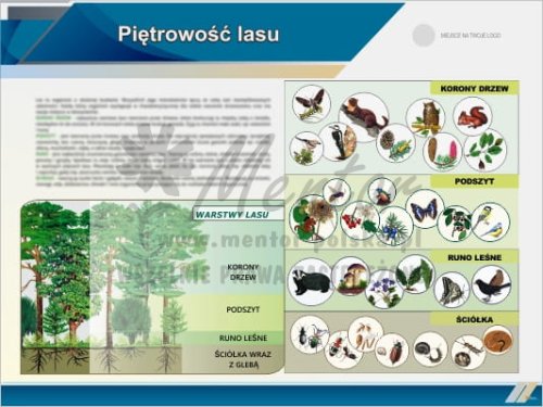 Tablica edukacyjna "Piętrowość lasu"