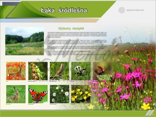 Tablica edukacyjna "Łąka śródleśna"