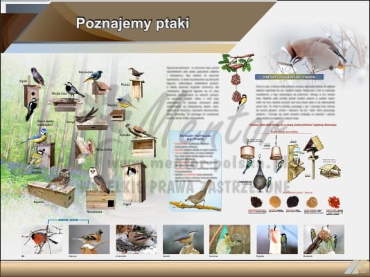 Tablica edukacyjna "Poznajemy ptaki"