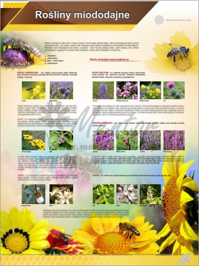 Tablica edukacyjna pszczelarska "Rośliny miododajne"