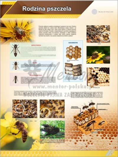 Tablica edukacyjna pszczelarska "Rodzina pszczela"