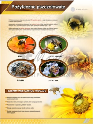 Tablica edukacyjna pszczelarska "Pożyteczne pszczołowate"