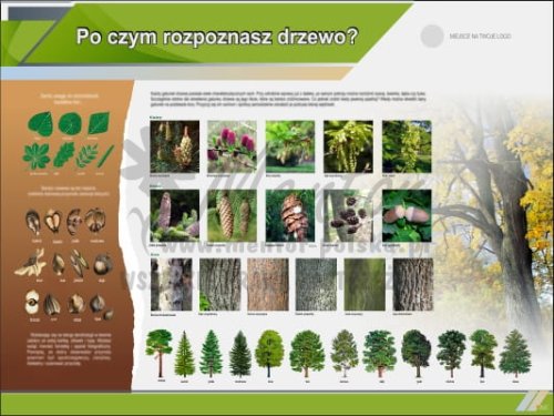 Tablica edukacyjna "Po czym rozpoznasz drzewo? II"