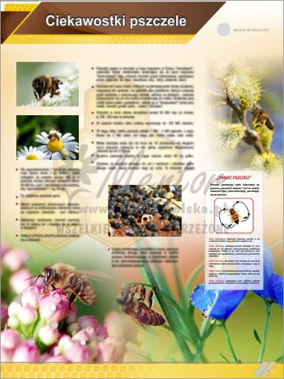Tablica edukacyjna pszczelarska "Ciekawostki pszczele"