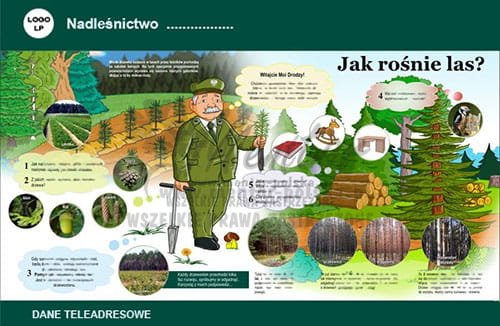 TMG15_tablica-magnetyczna-jak-rośnie-las_1.jpg