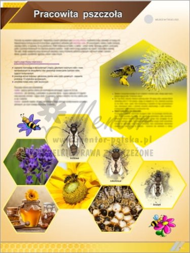 Tablica edukacyjna pszczelarska "Pracowita pszczoła"