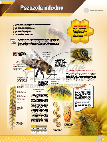 Tablica edukacyjna pszczelarska "Pszczoła miodna"