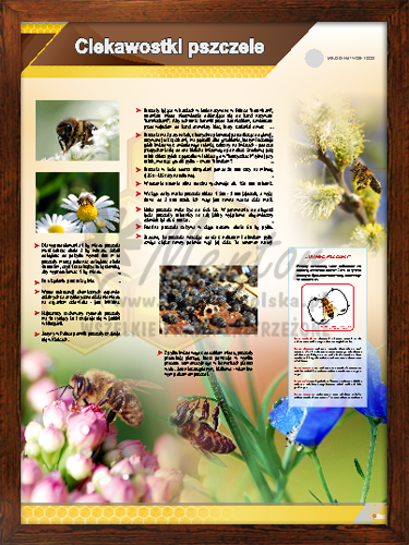 Tablica pszczelarska "Ciekawostki pszczele" w ramce