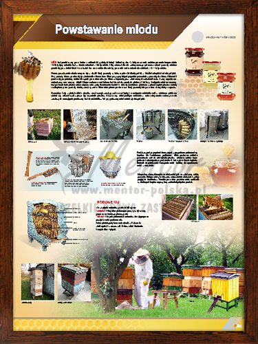Tablica pszczelarska "Powstawanie miodu" w ramce