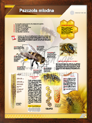 Tablica pszczelarska "Pszczoła miodna" w ramce