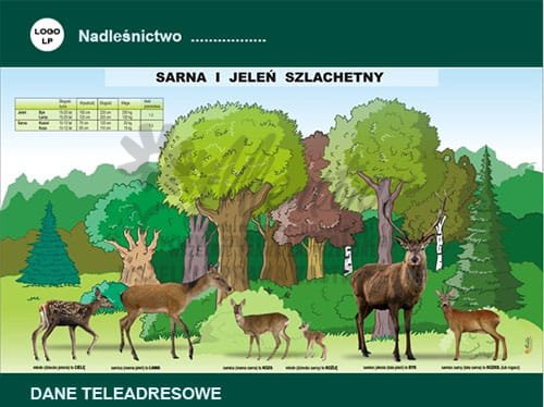 Tablica magnetyczna "Sarna i jeleń szlachetny" - ułożona