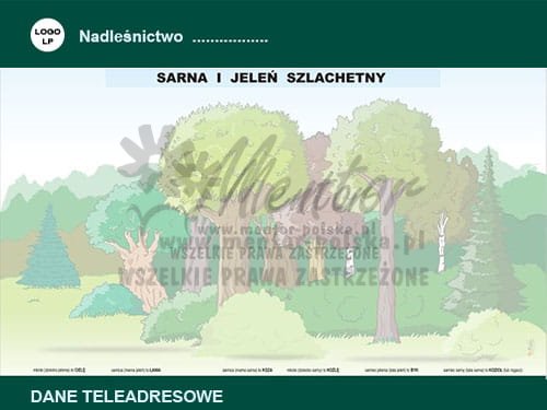 Tablica magnetyczna "Sarna i jeleń szlachetny" - bez magnesów
