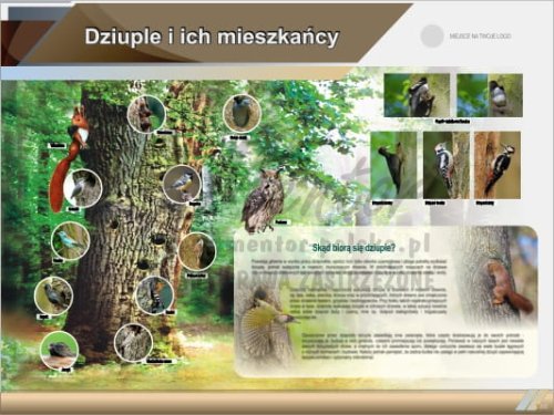 Tablica edukacyjna "Dziuple i ich mieszkańcy" II