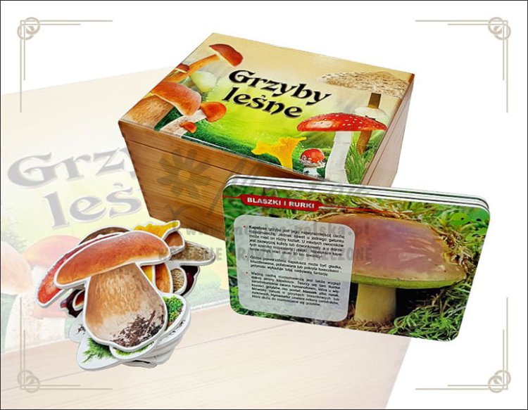 Grzyby - zestaw edukacyjny w skrzyni - wizualizacja poglądowa
