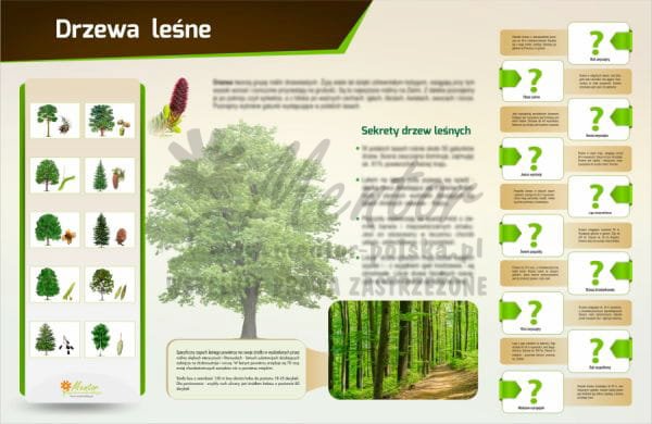 Tablica magnetyczna "Drzewa Leśne"