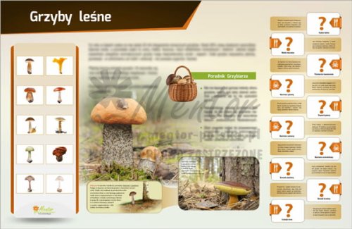 Tablica magnetyczna "Grzyby Leśne"
