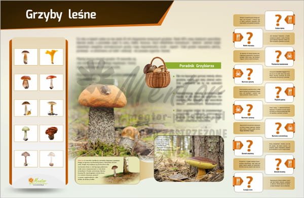 Tablica magnetyczna "Grzyby Leśne"