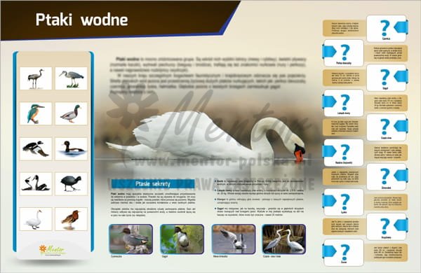 Tablica magnetyczna "Ptaki wodne"