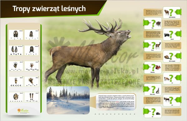 Tablica magnetyczna "Tropy zwierząt"