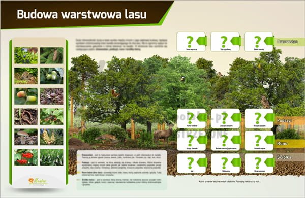 Tablica magnetyczna "Budowa warstwowa lasu"