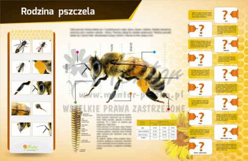 Tablica magnetyczna - Rodzina pszczela