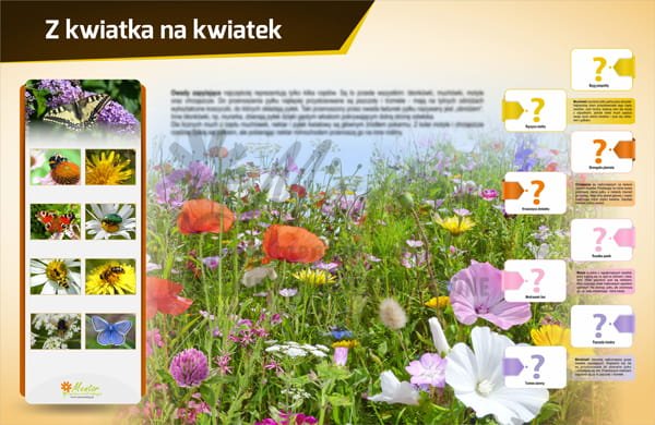 Tablica magnetyczna - Z kwiatka na kwiatek