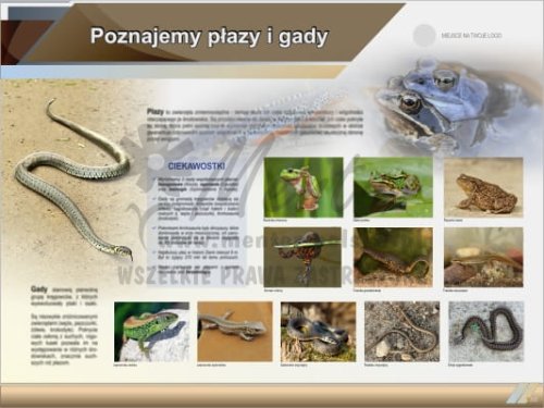 Tablica edukacyjna "Poznajemy płazy i gady"