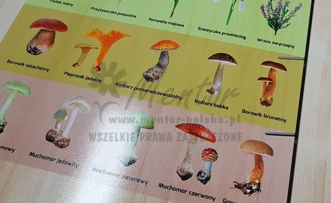 Rośliny lasu i grzyby - Labirynty wiedzy