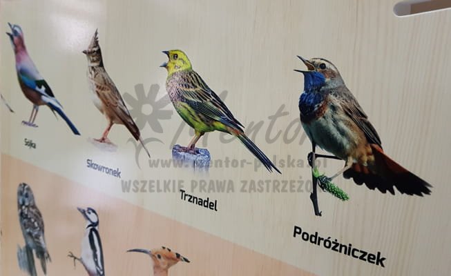 Jaki to ptak? II - Labirynty wiedzy