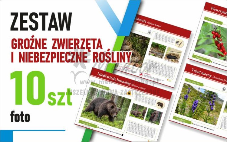 Zestaw duży Foto - GROŹNE ZWIERZĘTA I NIEBEZPIECZNE ROŚLINY - 70x50 cm