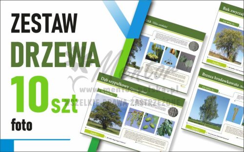 Zestaw duży Foto - DRZEWA - 70x50 cm