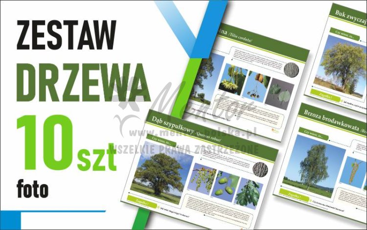 Zestaw duży Foto - DRZEWA - 70x50 cm