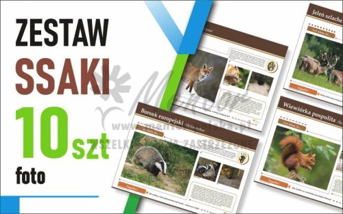 Zestaw duży Foto - SSAKI - 70x50 cm