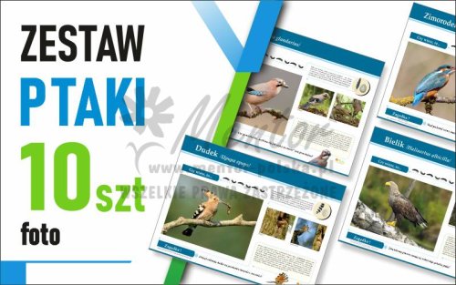 Zestaw duży Foto - PTAKI - 70x50 cm