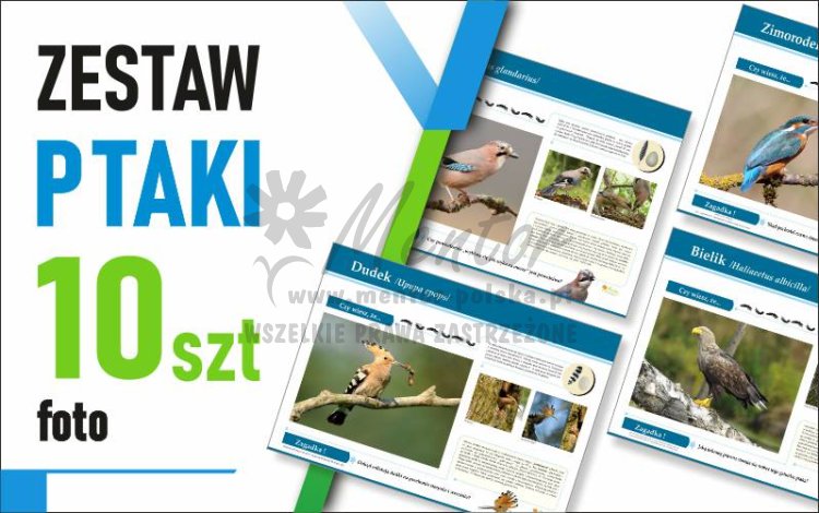 Zestaw duży Foto - PTAKI - 70x50 cm