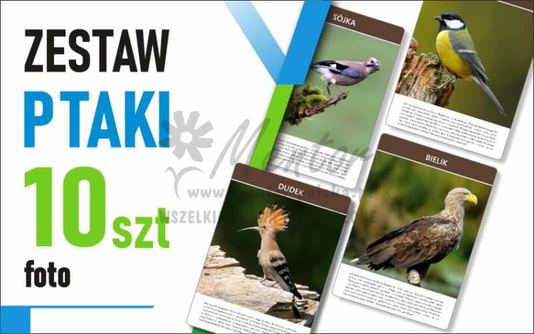 Zestaw mały Foto - PTAKI - 30x42 cm