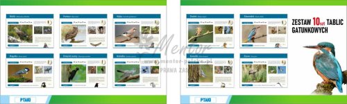 Wizualizacja ZESTAWU tablic gatunkowych PTAKI FOTO